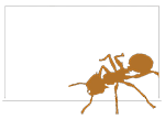 Moreau Lab Ant Logo